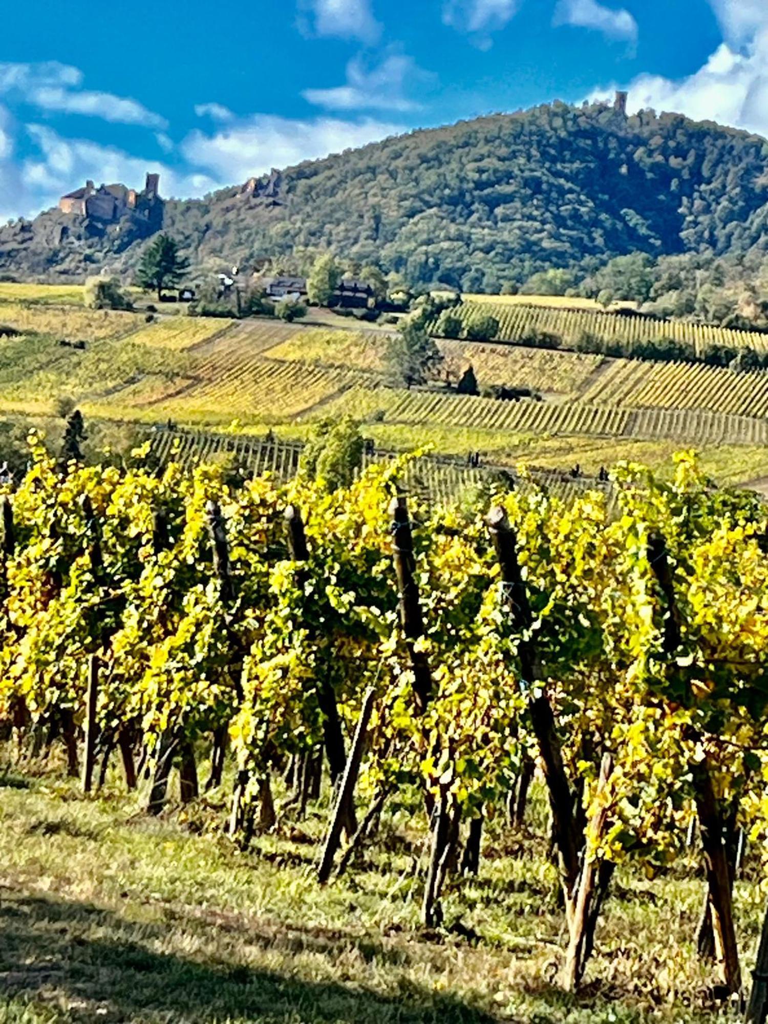 Maison Independante De Montagne En Alsace Bellefosse Exteriör bild